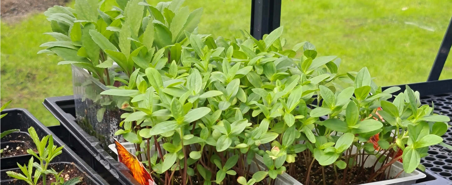 ALU-SHELF 40 - greenhouse shelf (D-40 cm)